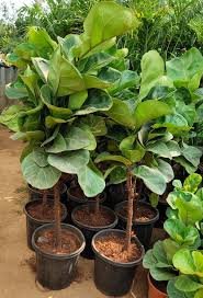 Ficus lyrata